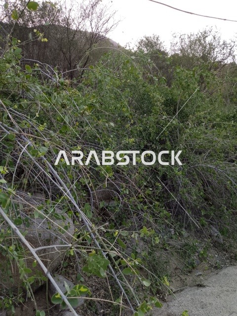 نباتات برية على منحدر جبلي في الباحة السعودية
