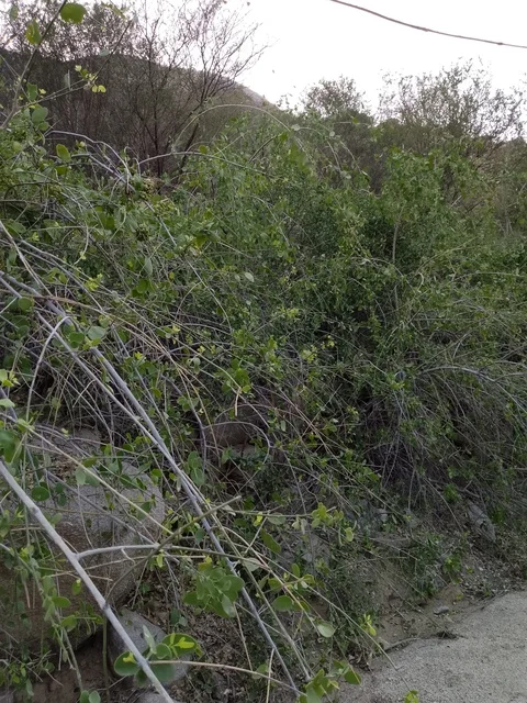 Wild Vegetation on Al Bahah Mountain Slope Saudi Arabia