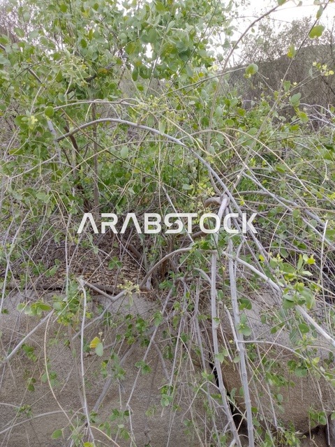 شجيرة خضراء على جدار صخري في منطقة الباحة بالسعودية