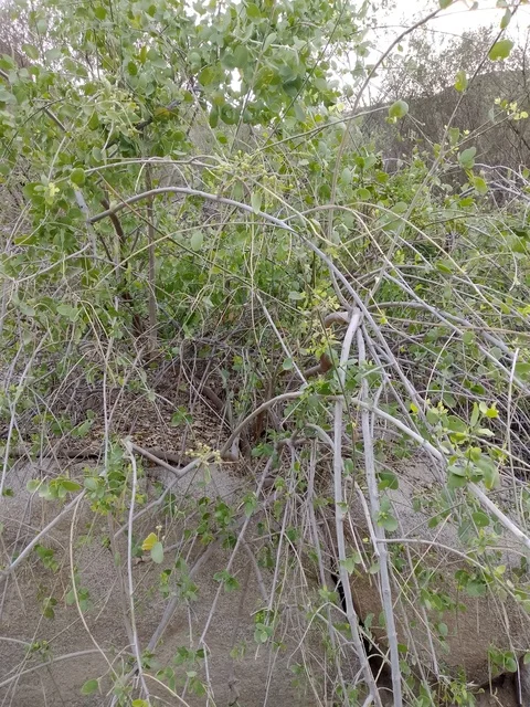 شجيرة خضراء على جدار صخري في منطقة الباحة بالسعودية