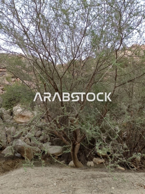 شجرة خضراء في تضاريس الباحة الصخرية بالسعودية