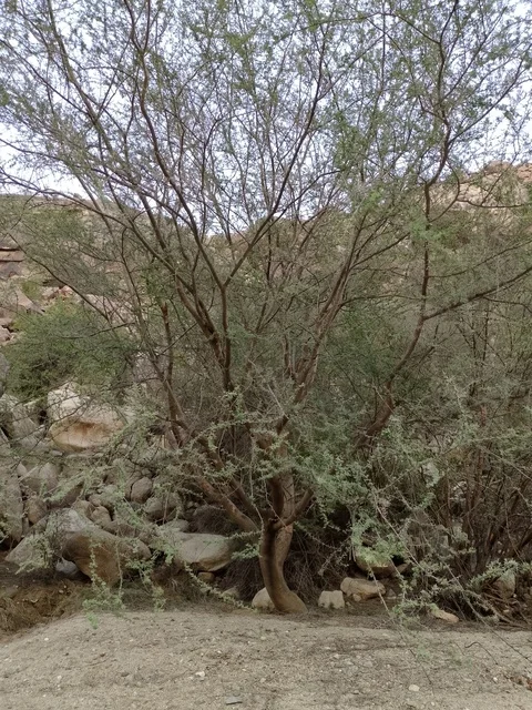 شجرة خضراء في تضاريس الباحة الصخرية بالسعودية