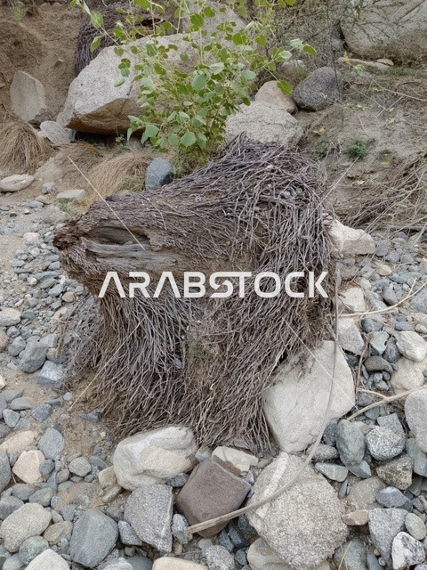 Tree Stump and Exposed Roots in Al Baha Mountains
