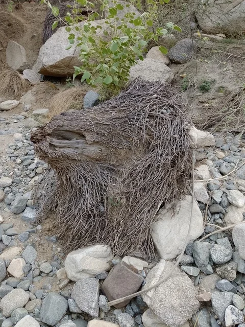 Tree Stump and Exposed Roots in Al Baha Mountains