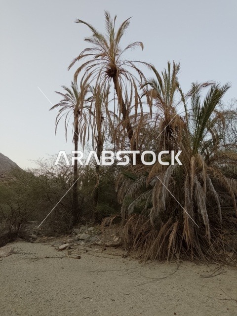 Palm Trees in Al Baha Valley Saudi Arabia