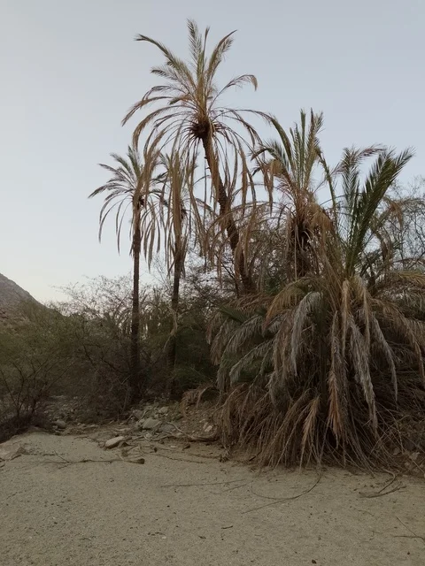 Palm Trees in Al Baha Valley Saudi Arabia