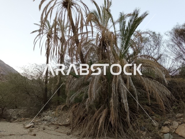 أشجار النخيل في وادي منطقة الباحة بالمملكة العربية السعودية