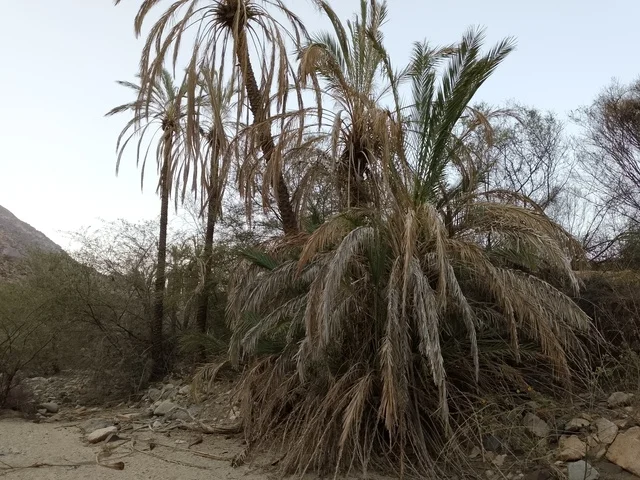 Date Palm Trees in Al Bahah Saudi Arabia Wadi Landscape