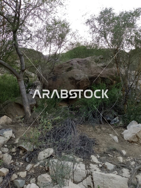 التشكيلات الصخرية والغطاء النباتي في جبال منطقة الباحة