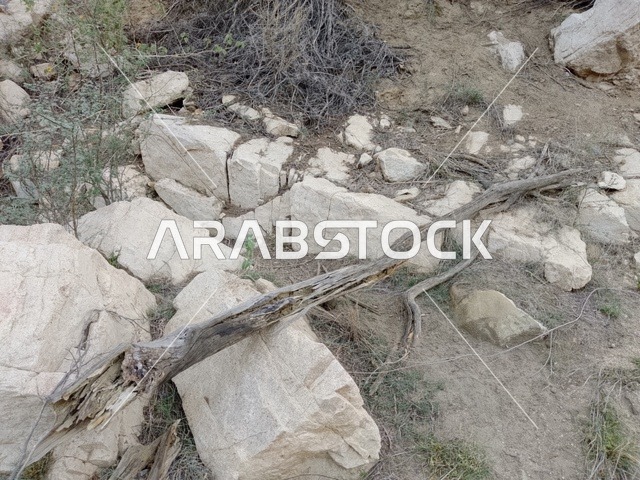 Dry Tree Branch on Limestone Rocks in Al Baha Terrain