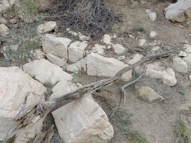 غصن شجرة جاف على صخور في منطقة الباحة السعودية