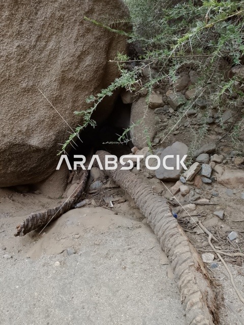 صخور طبيعية وجذع نخلة في منطقة الباحة بالسعودية