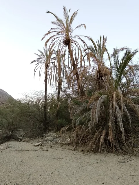Palm Trees in Al Baha Saudi Arabia Mountain Landscape