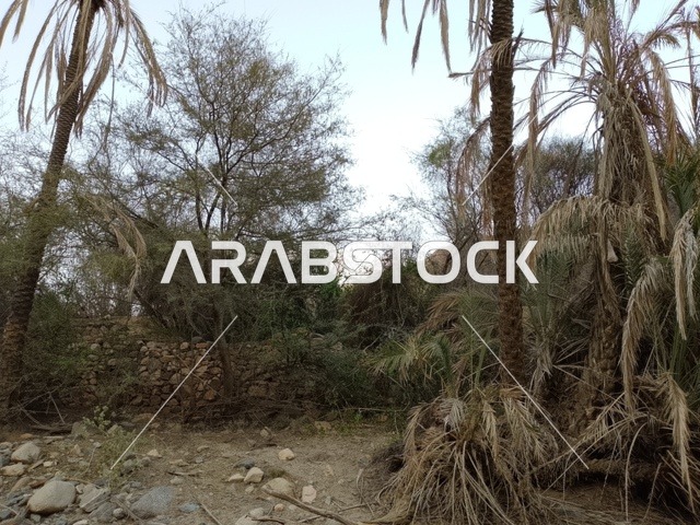 أشجار النخيل والجدران الحجرية التقليدية في منطقة الباحة