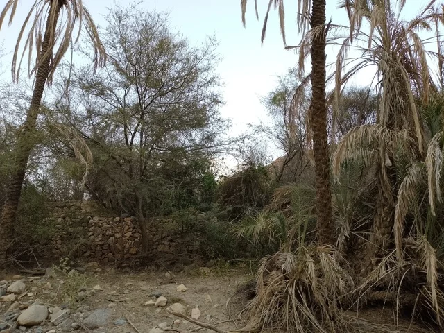 أشجار النخيل والجدران الحجرية التقليدية في منطقة الباحة