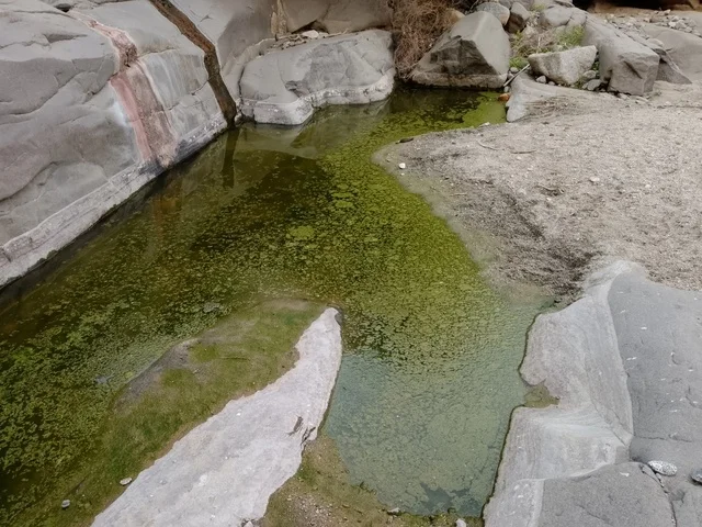 Algae Pool in Al-Baha Saudi Arabia Wadi Landscape