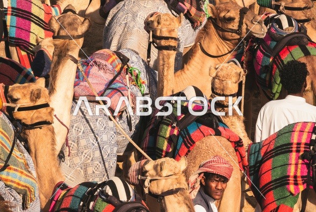 إبل مسرجة في صحراء الإمارات مع أغطية تقليدية