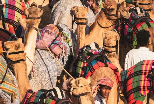 إبل مسرجة في صحراء الإمارات مع أغطية تقليدية