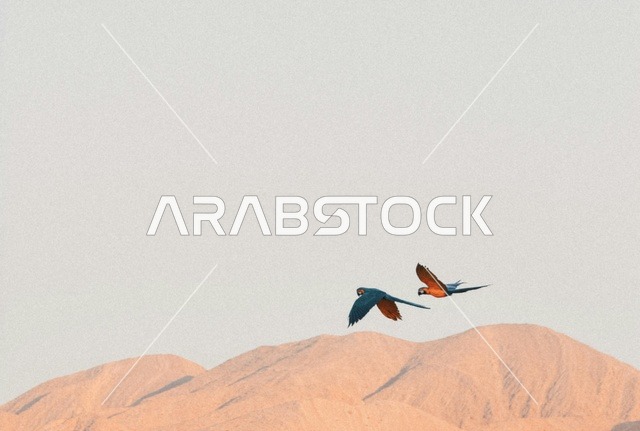 Macaws Flying Over United Arab Emirates Desert Mountains