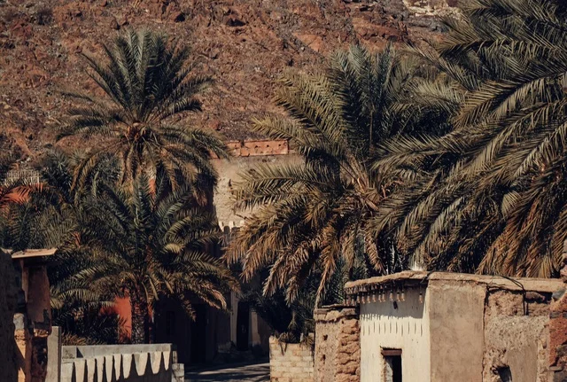 بيوت طينية تقليدية وأشجار نخيل في سلطنة عمان