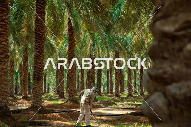 Farm Worker in Red Sea Saudi Arabia Date Palm Grove