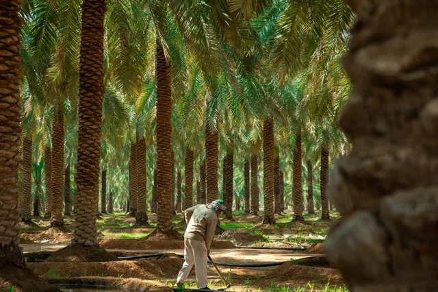 Farm Worker in Red Sea Saudi Arabia Date Palm Grove
