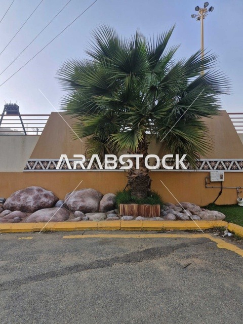 نخلة في منتزه الخلب بمحافظة المندق الباحة