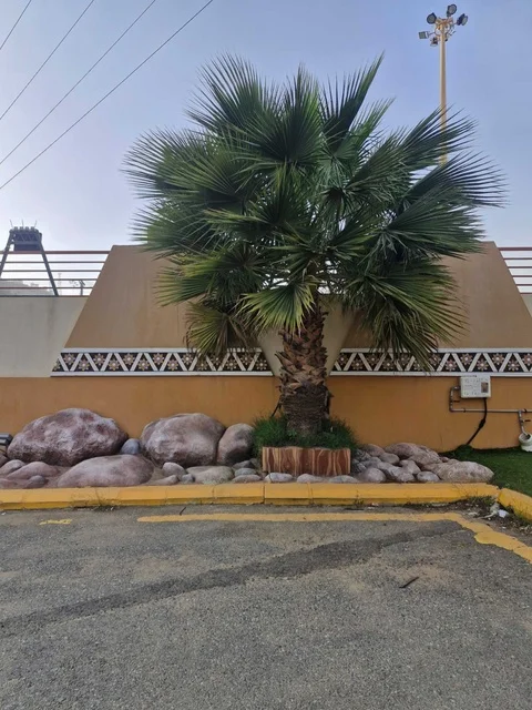 نخلة في منتزه الخلب بمحافظة المندق الباحة