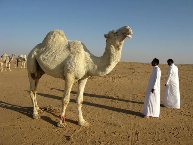 جمل عربي أبيض في صحراء المملكة العربية السعودية