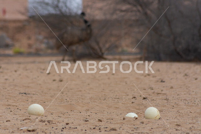 صورة مقربة لبيض النعام في الكثبان الرملية بالمملكة العربية السعودية، بيض النعام، الكثبان الرملية