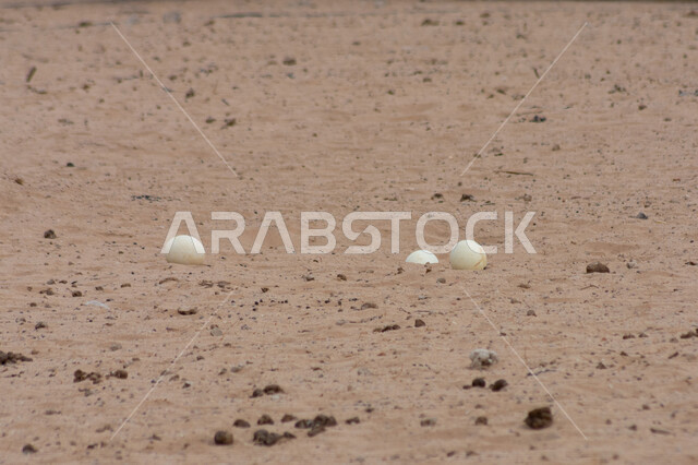 صورة مقربة لبيض النعام في الكثبان الرملية بالمملكة العربية السعودية، بيض النعام، الكثبان الرملية
