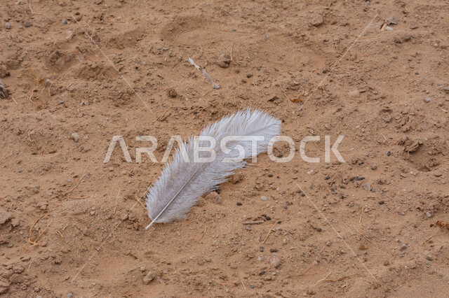 Close-up of a feather in the sand dunes of Saudi Arabia, bird feathers, sand dunes