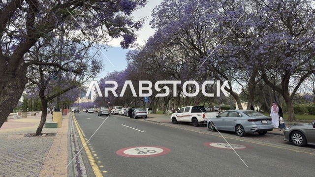 أشجار الجاكرندا البنفسجية في شوارع مدينة أبها السعودية