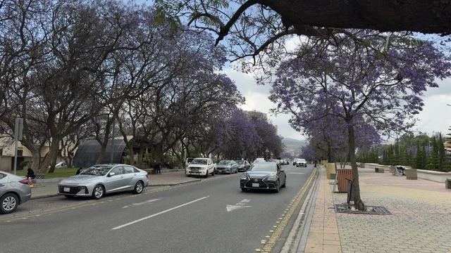 Jacaranda Trees Blooming in Abha City Street Saudi Arabia