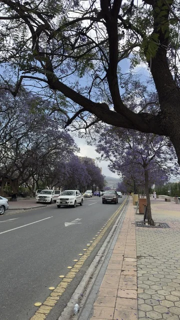 Jacaranda Season in Abha Saudi Arabia City Street