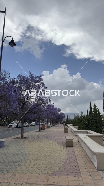 أشجار الجاكرندا المزهرة في مدينة أبها السعودية