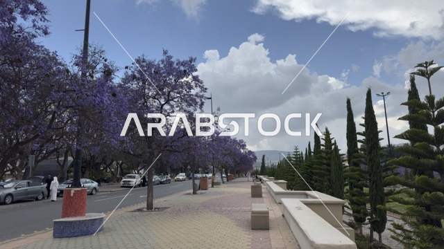أشجار الجاكرندا في مدينة أبها بالمملكة العربية السعودية
