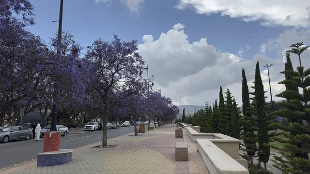 أشجار الجاكرندا في مدينة أبها بالمملكة العربية السعودية