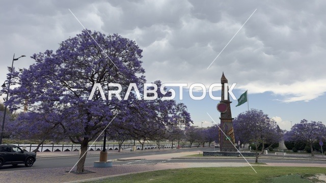 أشجار الجاكرندا في مدينة أبها بالسعودية تحت الغيوم