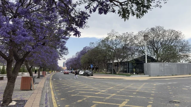 Jacaranda Trees in Abha Saudi Arabia Street View