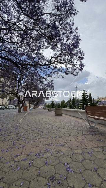 أشجار الجاكرندا في أبها باللون البنفسجي