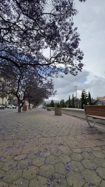 أشجار الجاكرندا في أبها باللون البنفسجي