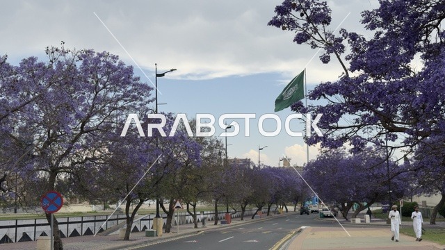 أشجار الجاكرندا المزهرة في مدينة أبها السعودية