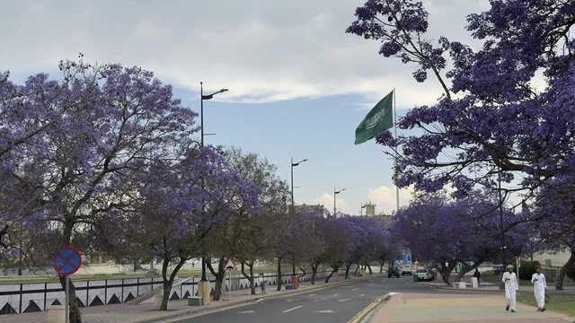 أشجار الجاكرندا المزهرة في مدينة أبها السعودية