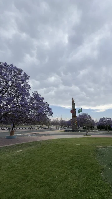 Purple Jacaranda Trees in Abha Park with Saudi Flag