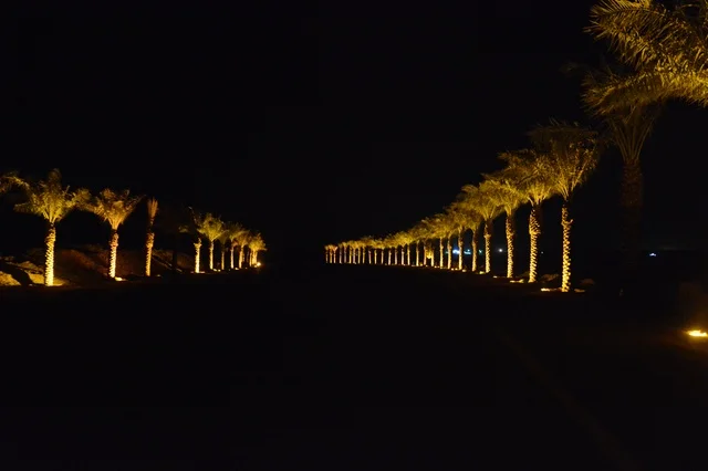 Illuminated Palm Trees in Banban Riyadh at Night