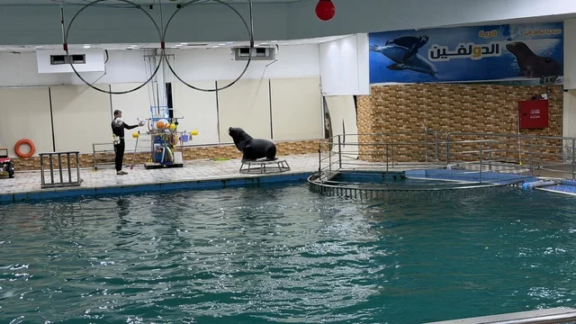 Sea Lion Performance at Dolphin Village Dammam
