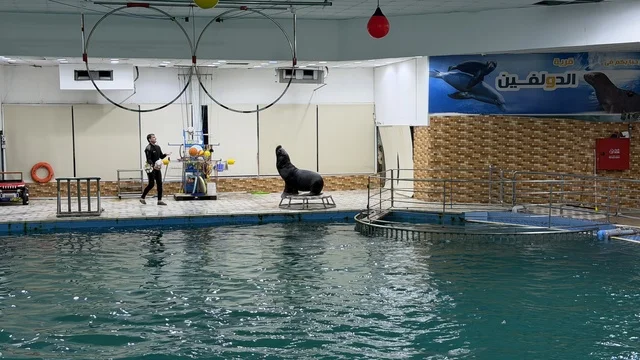 Sea Lion Show at Dolphin Village Dammam Arena