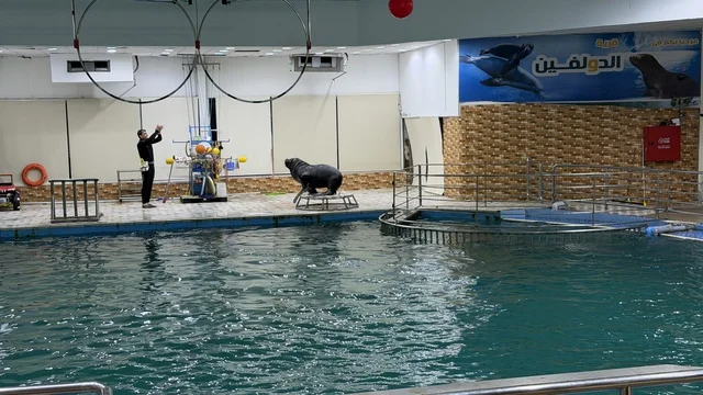 Sea Lion Show at Dolphin Village Dammam Saudi Arabia