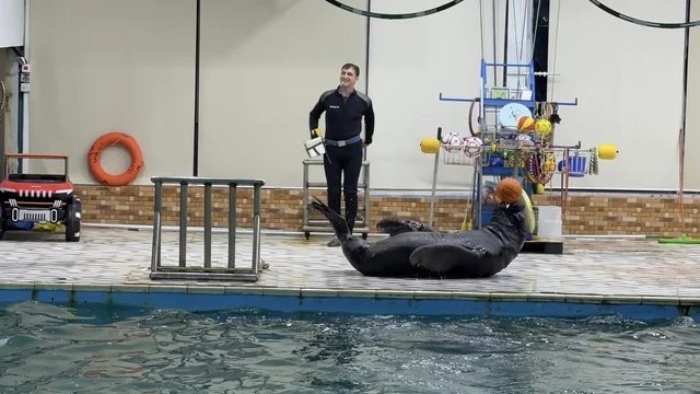 Sea Lion Performance at Dolphin Village Dammam Pool